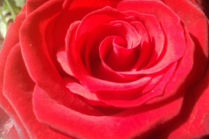Verras Valentijn met een rode roos via PvdA Pijnacker-Nootdorp